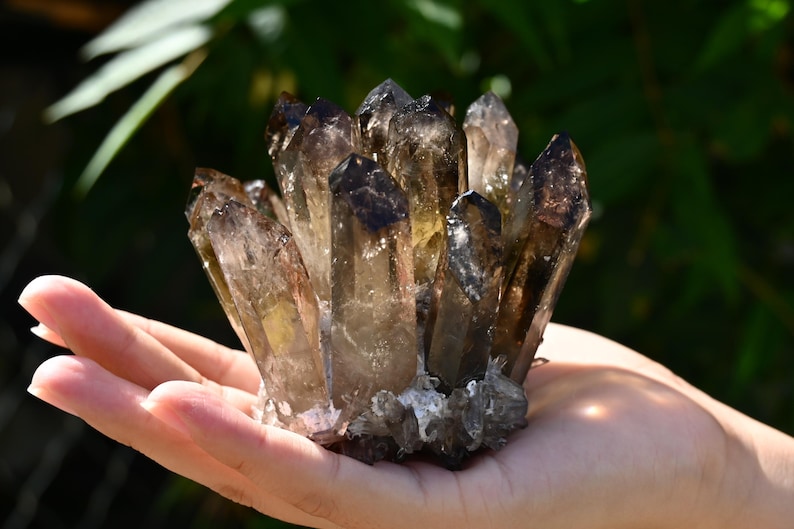 May include: A cluster of smoky quartz crystals, held in a hand. The crystals are a translucent brown color with darker tips, and they are clustered together at the base. The background is blurred green foliage.