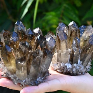 May include: Two clusters of smoky quartz crystals, featuring dark brown and translucent points. The crystals are held in a hand, with a green background. The crystals are a natural, earthy product.