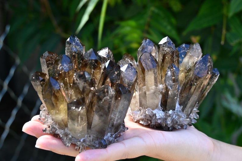 May include: Two clusters of smoky quartz crystals, featuring dark brown and translucent points. The crystals are held in a hand, with a green background. The crystals are a natural, earthy product.