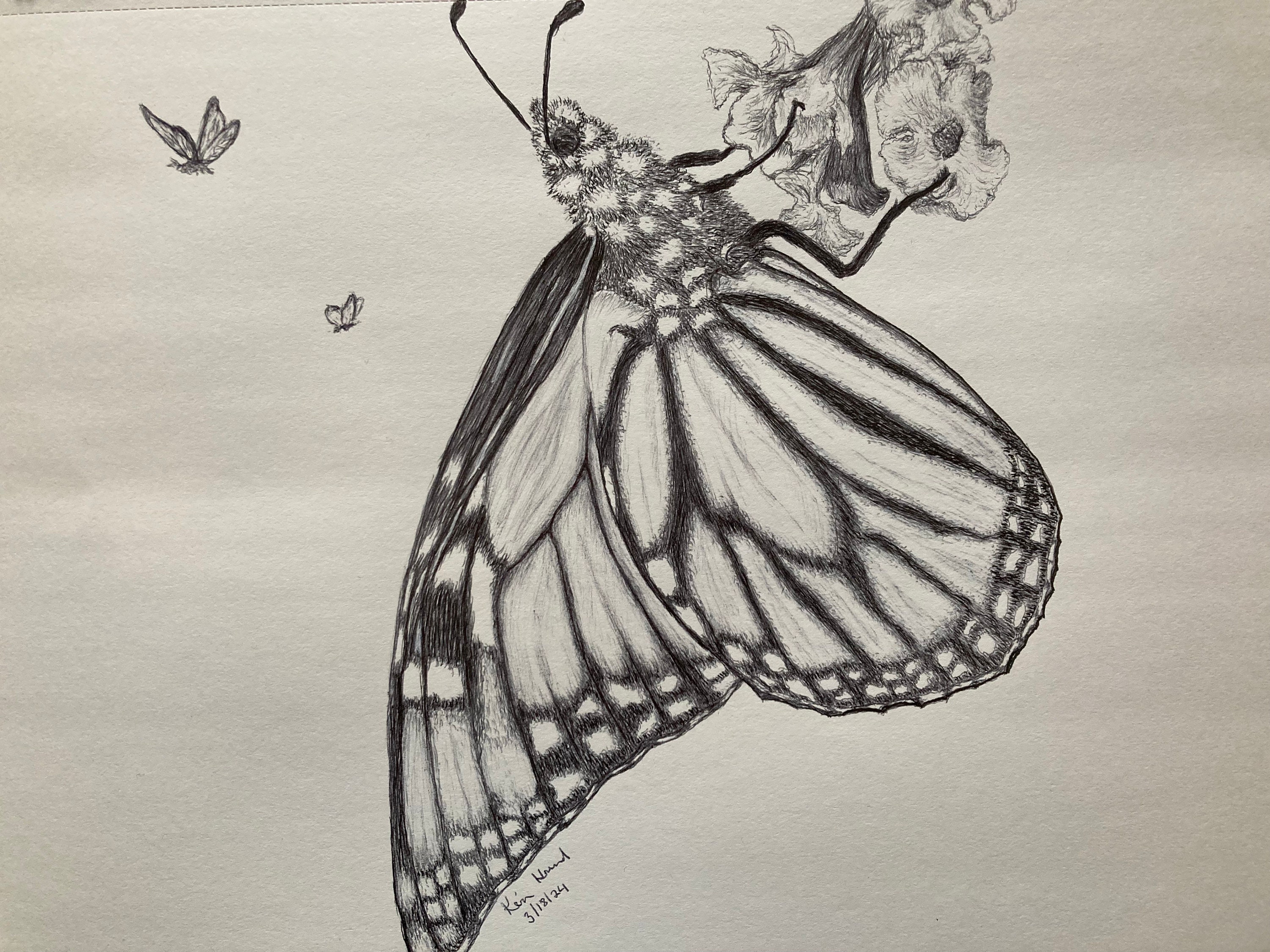 Butterfly Ink Sketch Original Drawing Etsy