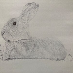Rabbit, Ink Drawing, Original Drawing