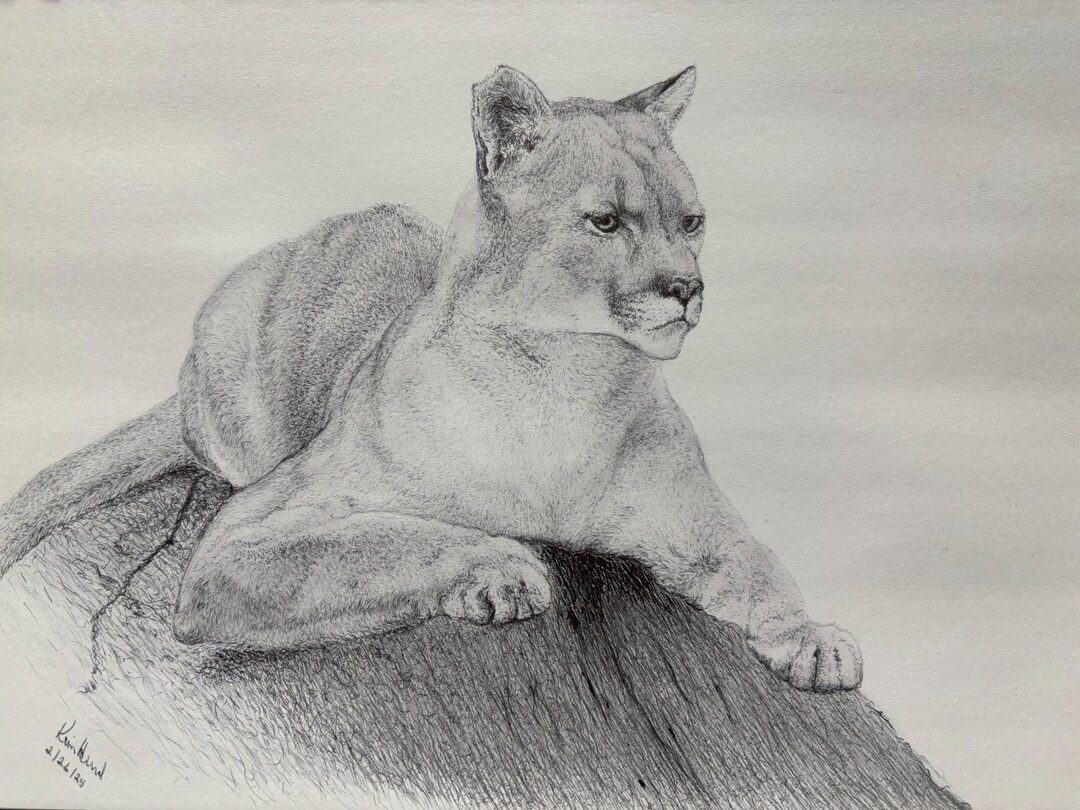 Mountain Lion, Ink Drawing, Original Drawing - Etsy