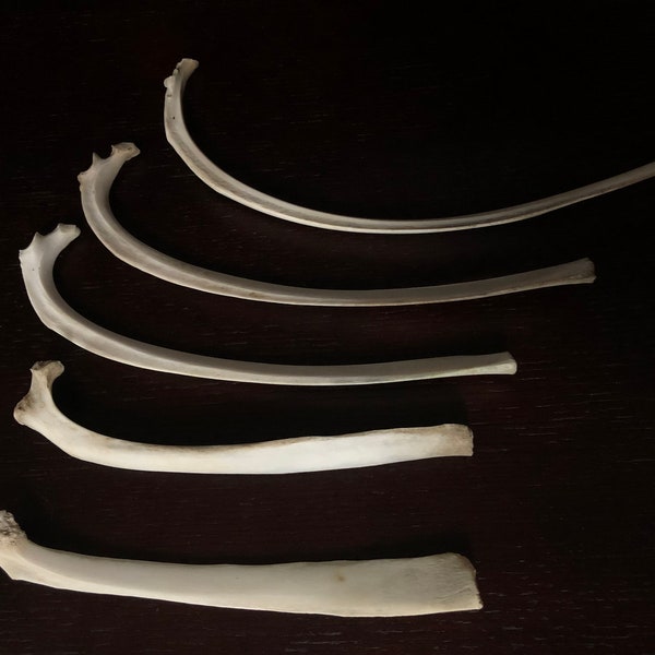 Deer Bone - Etsy