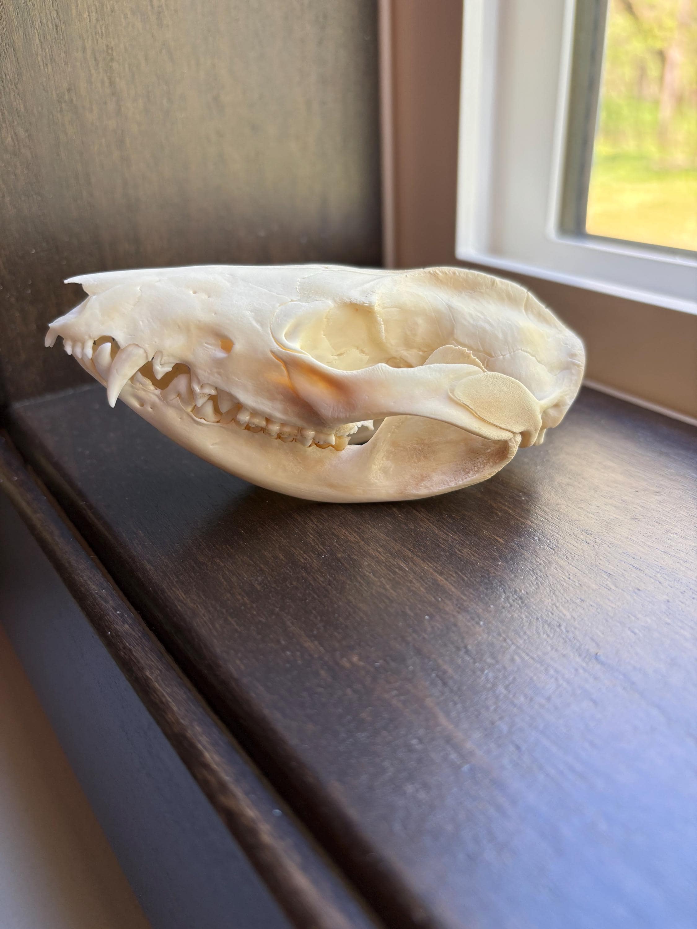 剥製＆珍品 - Etsy 日本