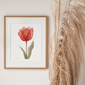 Impression de peinture tulipe rouge, art mural fleurs rayons X, impression d'art aquarelle, peint à la main par Olga Koelsch 018
