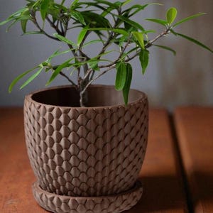 Pu&ograve; includere: Una piccola pianta in vaso con foglie verdi vibranti e rami sottili. La pianta &egrave; in un vaso di ceramica marrone strutturato con un sottovaso abbinato. Il vaso presenta un motivo geometrico ripetitivo. Il vaso misura circa 15 cm di diametro.