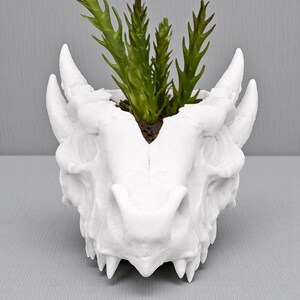 May include: A white dragon skull planter with a green succulent plant. The planter has detailed features, including horns, teeth, and eye sockets. The plant has green, spiky leaves. The planter is made of a hard material.