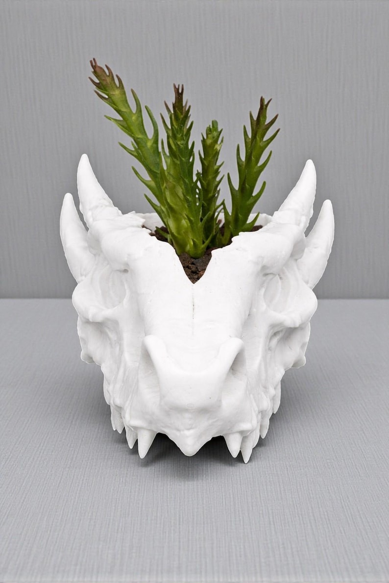 May include: A white dragon skull planter with a green succulent plant. The planter has detailed features, including horns, teeth, and eye sockets. The plant has green, spiky leaves. The planter is made of a hard material.
