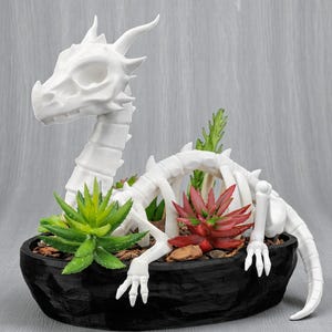 May include: A white dragon skeleton planter with a black oval-shaped pot. The planter contains green and red succulents and small pieces of wood. The dragon's head is upright, and its skeleton is visible.