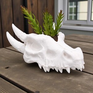 May include: A white dragon skull planter with green plants. The planter has two large horns and sharp teeth. The plants have green leaves and are planted in brown soil. The planter is on a wooden table.