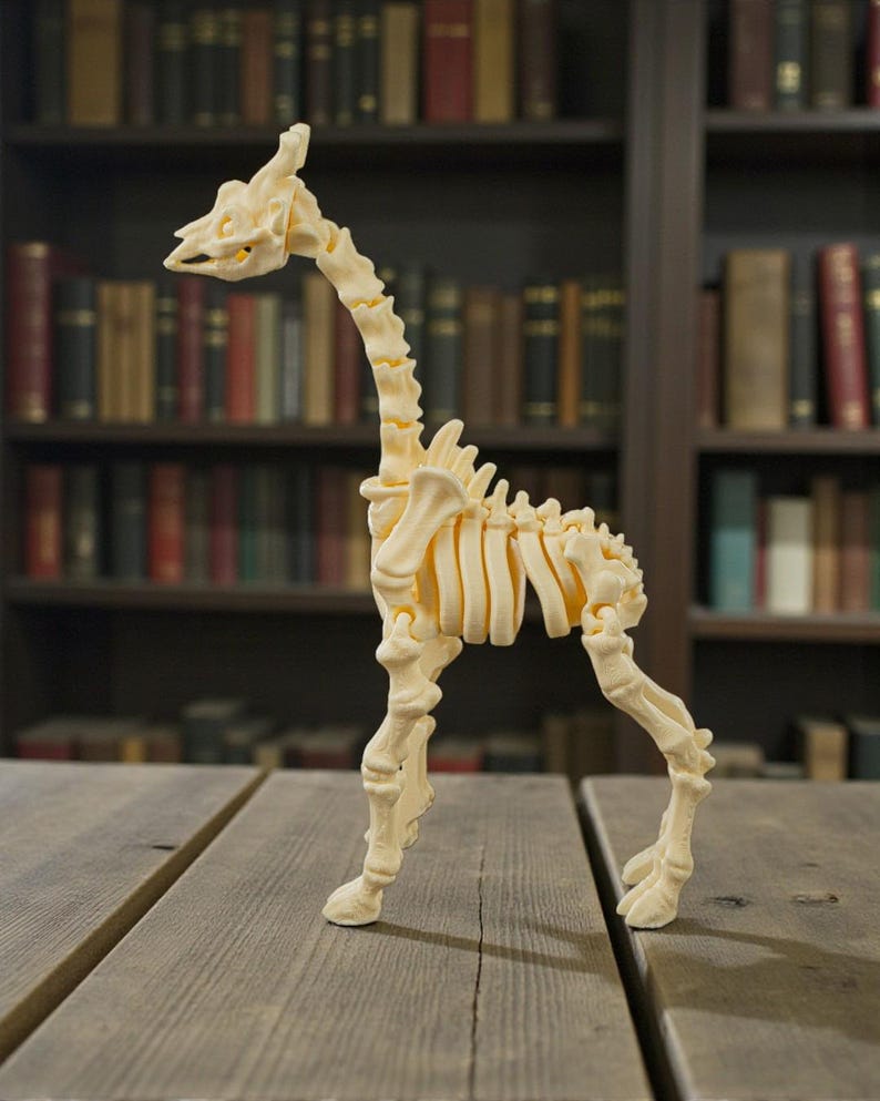 Op de afbeelding: Een cr&egrave;mekleurig girafskeletmodel staat op een houten oppervlak. Het girafskelet is gedetailleerd, met zichtbare wervels, ribben en beenderen. De achtergrond toont een boekenkast vol boeken.
