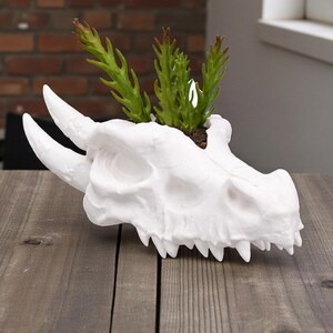 May include: A white dragon skull planter with green plants. The planter has large horns and sharp teeth. The dragon skull is sitting on a wooden table.