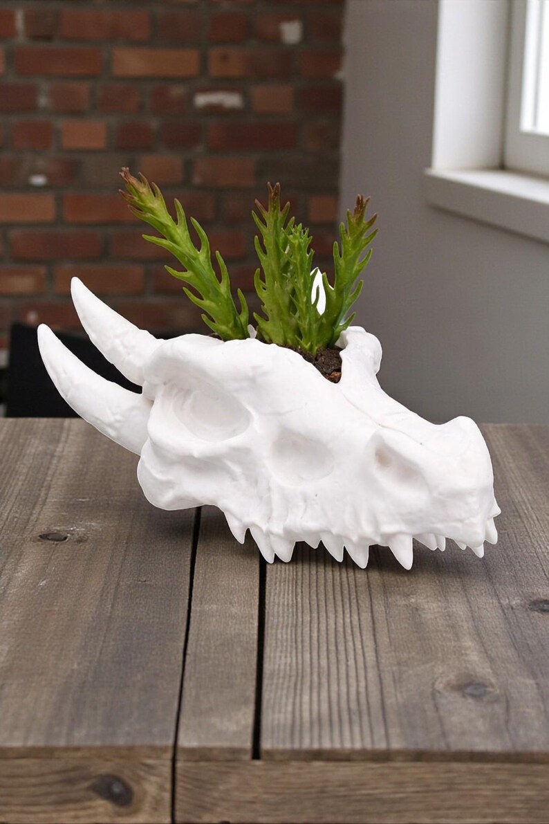 May include: A white dragon skull planter with green plants. The planter has large horns and sharp teeth. The dragon skull is sitting on a wooden table.