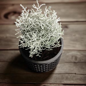 May include: A small, silver-green plant in a dark gray, geometric patterned pot. The plant has a dense, textured appearance, with many thin, branching stems. The pot sits on a wooden surface, creating a natural, earthy aesthetic.