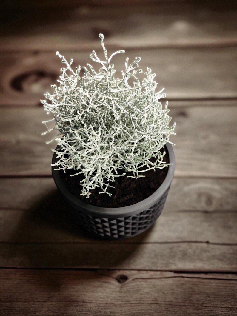 May include: A small, silver-green plant in a dark gray, geometric patterned pot. The plant has a dense, textured appearance, with many thin, branching stems. The pot sits on a wooden surface, creating a natural, earthy aesthetic.