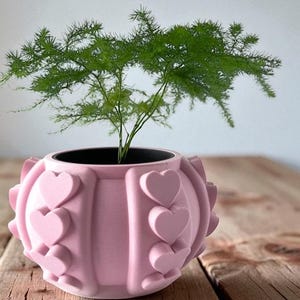 May include: A pink planter with a heart design, holding a green plant. The planter is round with raised heart shapes around the sides. The plant has thin, needle-like leaves. The planter sits on a wooden surface.