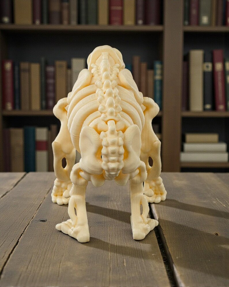 May include: A cream-colored, 3D-printed animal skeleton model, likely a dog or similar quadruped. The model is detailed, showing the spine, ribs, and leg bones. It stands on a wooden surface, with a bookshelf in the background.