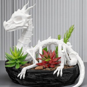 May include: A white dragon skeleton planter with a black textured pot. The planter contains green and red succulents. The dragon's skeletal form is detailed, with visible ribs, a long neck, and a tail. The overall design is a unique decorative item.