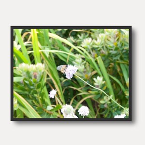 Butterfly Printable Wall Art | Botanical Garden Photography | Digital Download Art for Home Decor, Gifts & More