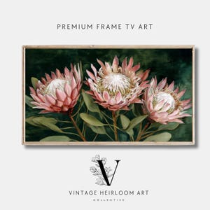 Può includere: Una stampa artistica incorniciata con tre fiori di protea rosa con centri bianchi e foglie verdi su uno sfondo verde scuro. Il testo "PREMIUM FRAME TV ART" è in alto e "VINTAGE HEIRLOOM ART COLLECTIVE" in basso.