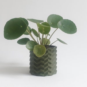 May include: A green potted plant with round, green leaves in a dark green geometric planter.