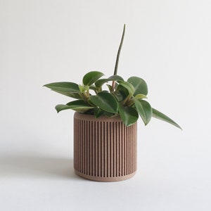 Peut inclure: Une petite plante verte avec une longue tige qui pousse du haut est en pot dans un pot cylindrique brun avec des rainures verticales.