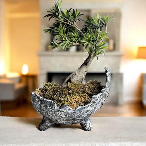 May include: A small green bonsai tree with a textured trunk planted in a gray, cratered, three-legged ceramic bowl. The base of the tree is covered in a layer of dried brown moss, and the bowl features a rough, stone-like exterior finish.