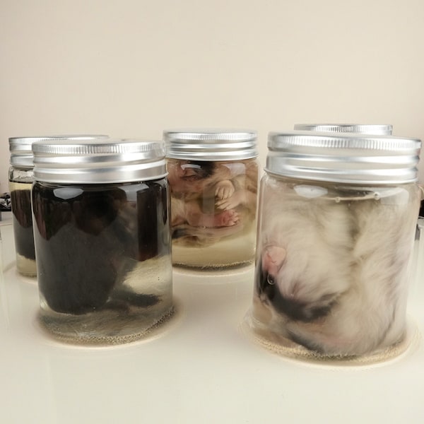 Wet Specimen Adorable Cute Fox Cub, Glass Jar, Diorphanization, Wiccan, Witchy, Gothic, Taxidermy, The Crystal Casket