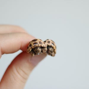 Puede incluir: Un par de pequeños pendientes de caparazón de tortuga, de color marrón y beige. Los pendientes están hechos de arcilla polimérica y tienen forma de tortugas. Las tortugas están mirando hacia adelante con la cabeza ligeramente inclinada hacia abajo.