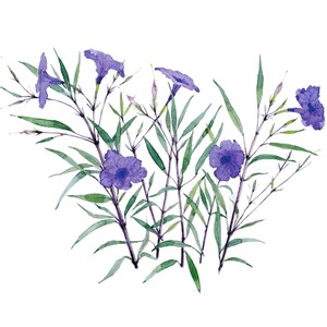 Stampa ad acquerello di fiori di Ruellia viola, Giclée in edizione limitata, dipinto botanico, ricordi di viaggio in Grecia, regalo unico, arte floreale