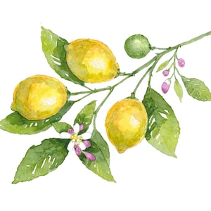 Ramo di limone, stampa ad acquerello, giclée in edizione limitata, arte botanica, arte floreale, ricordi di viaggio in Grecia, regalo unico, flora mediterranea