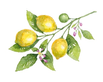 Op de afbeelding: Waterverfillustratie van een citroentak met drie rijpe citroenen, groene bladeren, een kleine groene vrucht en delicate witte en roze bloemen. De citroenen zijn geel met een getextureerde schil.
