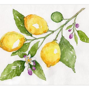 Schizzo originale ad acquerello di un ramo di limoni, Grecia, Atene, Arte ad acquerello, Ricordi di viaggio, Arte botanica, Arte floreale, Pittura naturalistica