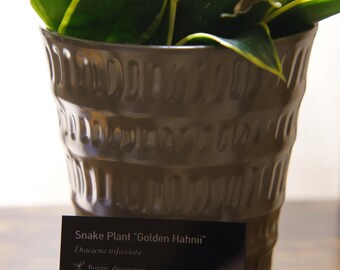 Plant Custom Black Acrylic Plant Nameplate | Laser Etched Botanical Label | Museum Quality Houseplant Marker | Personal Plant Care Plaque