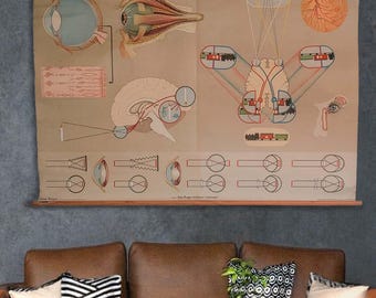 Vintage 1960s scientific chart on human vision