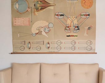 Tabella scientifica degli anni '60 sulla vista umana