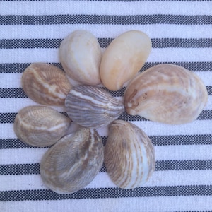 Puede incluir: Una colección de conchas marinas dispuestas en un patrón circular sobre un fondo a rayas. Las conchas varían en color, con tonos de beige, crema y marrón. Algunas conchas tienen patrones rayados, mientras que otras son lisas. El fondo es una tela blanca con rayas azul marino.