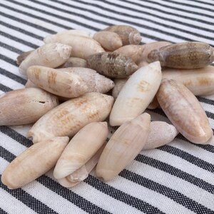 Conchiglie di oliva della Florida, conchiglie assortite della Florida, conchiglie per lavori artigianali, conchiglie da regalo, conchiglie per decorazioni per la casa, conchiglie