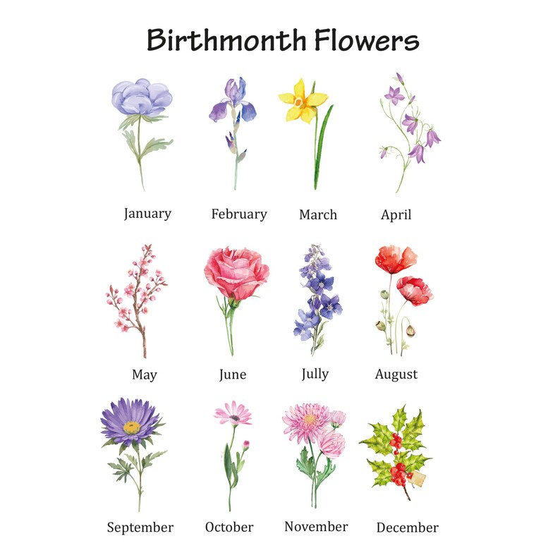 Puede incluir: Un fondo blanco presenta ilustraciones en acuarela de flores de mes de nacimiento. El texto "Birthmonth Flowers" est&aacute; en la parte superior. Cada mes tiene una flor diferente, incluyendo una violeta, iris, narciso y amapola.