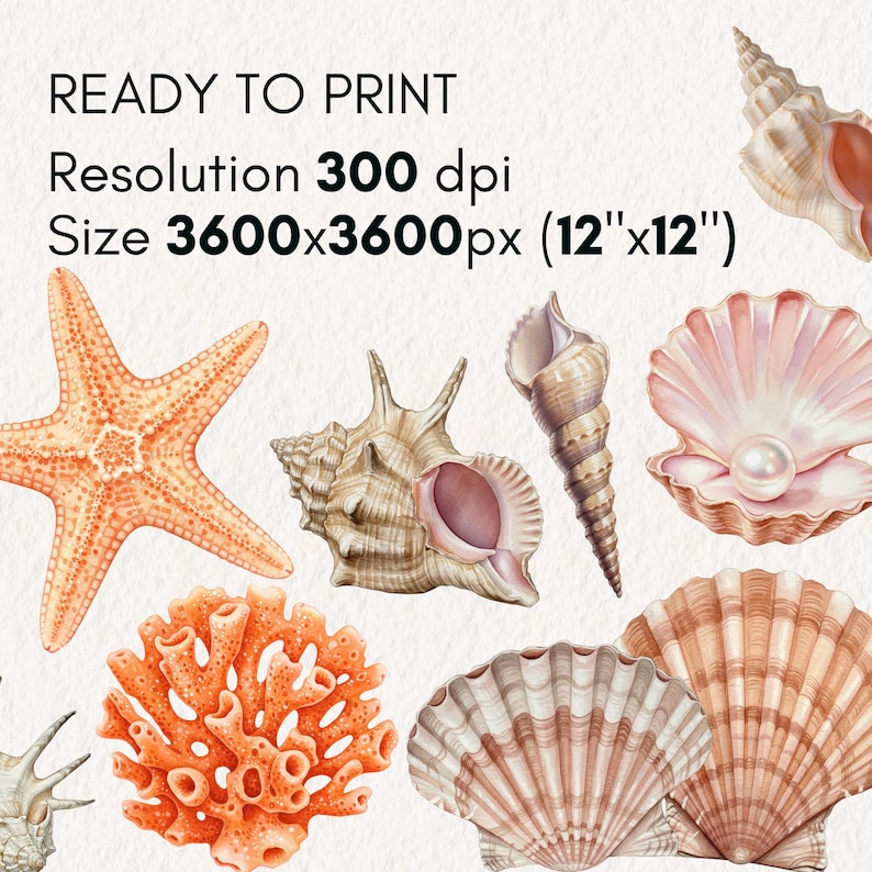 Shell String Graphic Watercolor Sea Shells | Coastal Beach PNG Clipart Set | Ocean Nautical ...