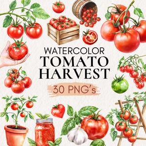 Puede incluir: Ilustración en acuarela con el tema de la cosecha de tomates. La imagen incluye varios tomates rojos maduros, tomates verdes y plantas de tomate. El texto dice "Watercolor Tomato Harvest" y "30 PNG's". Otros elementos incluyen una caja de madera, un barril y un tarro de salsa de tomate.