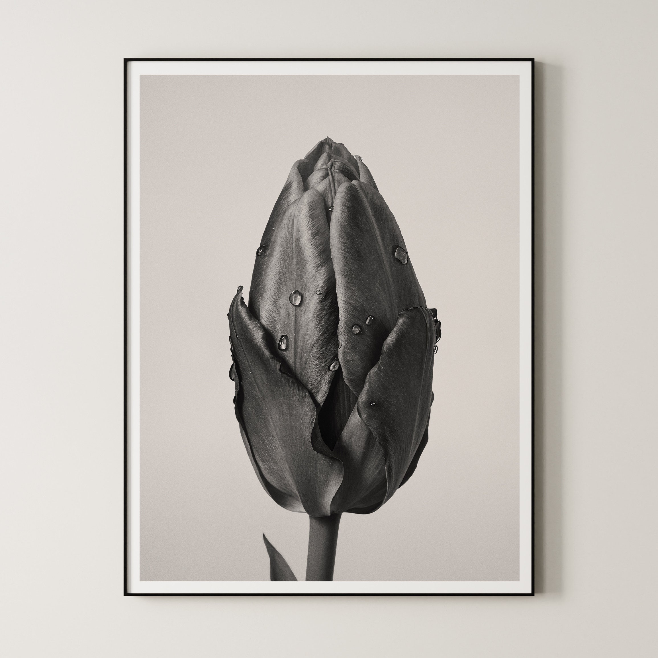 未使用　Karl Blossfeldt  植物画　ボタニカルアート　カールブロス 新入荷作品】 カール・ブロスフェルト （Karl Blossfeldt, 1869