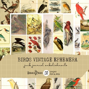 Pássaros efêmeras vintage, complemento de diário de lixo de pássaros, etiquetas para impressão de vida selvagem, cartão postal de pássaros antigos, álbum de recortes de ovos de pássaros, enfeites de cartão