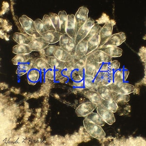May include: A close-up image of a cluster of transparent, oval-shaped objects, possibly biological cells, against a dark background. The text "Fartsy Art" is overlaid in blue, with the artist's name, "Wenda L Howard," at the bottom.