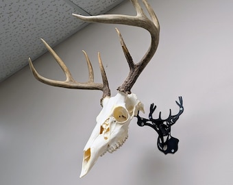 European Deer Mount, Metal Skull Mount, Deer Head Mount