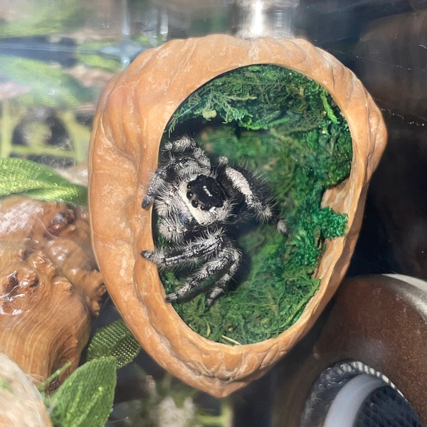 Handcrafted Natural Walnut Shell Hides for Jumping Spiders