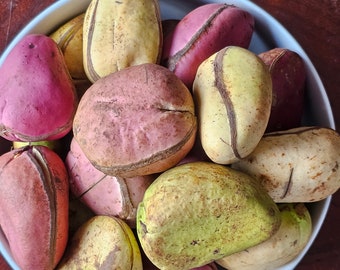 Obi Abata Kola Nuts