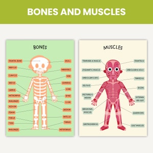 May include: An illustration of the human skeletal and muscular systems. The left side of the image shows a cartoon skeleton with labels for each bone. The right side of the image shows a cartoon figure with labels for each muscle.