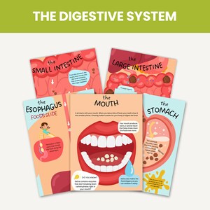 May include: Illustrated guide to the digestive system with colorful diagrams of the mouth, esophagus, stomach, small intestine, and large intestine. Each section includes text explaining the function of each part of the digestive system.