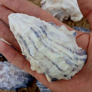 Rohe Austernschalen in Rohform, billige Bastelarbeiten, rustikales Dekor, natürliche Muscheln, Schmuckherstellung, Küstenakzente, Strandhandwerk, Muscheln
